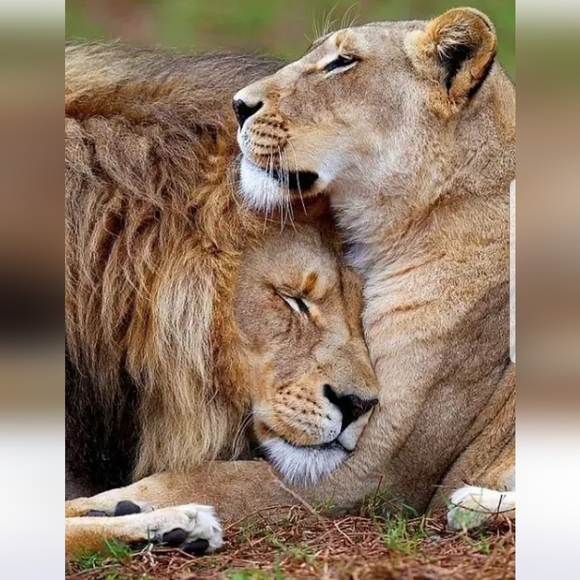 Meet your Posher, Angelina (Gigi🦁) - Picture 6 of 7